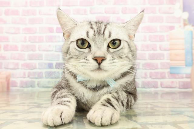 岩手県のアメリカンショートヘアー (Coo&RIKU一関店/2025年6月5日生まれ/男の子/シルバータビー)の子猫の1枚目の画像