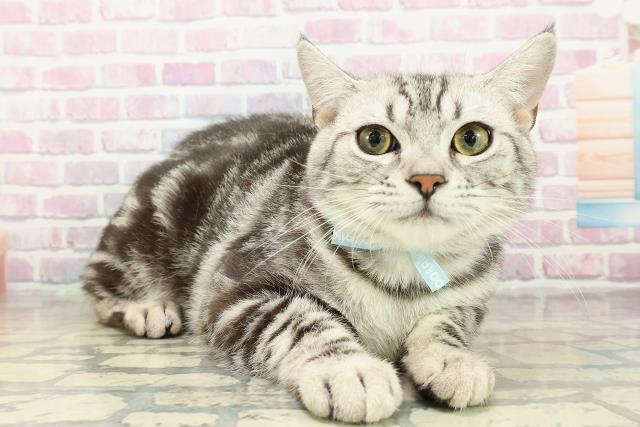 岩手県のアメリカンショートヘアー (Coo&RIKU一関店/2025年6月5日生まれ/男の子/シルバータビー)の子猫の3枚目の画像