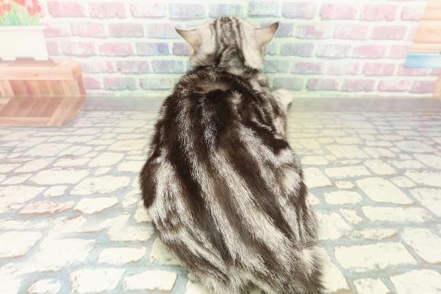 岩手県のアメリカンショートヘアー (Coo&RIKU一関店/2025年6月5日生まれ/男の子/シルバータビー)の子猫の4枚目の画像