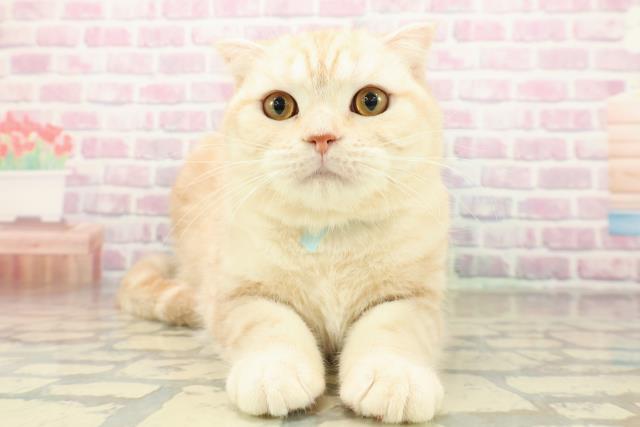 埼玉県のスコティッシュフォールド (Coo&RIKU草加バイパス店/2025年5月31日生まれ/男の子/クリームタビー)の子猫の1枚目の画像