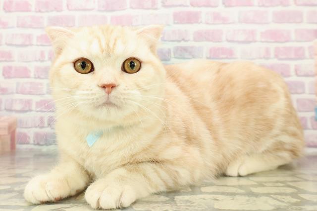 埼玉県のスコティッシュフォールド (Coo&RIKU草加バイパス店/2025年5月31日生まれ/男の子/クリームタビー)の子猫の2枚目の画像