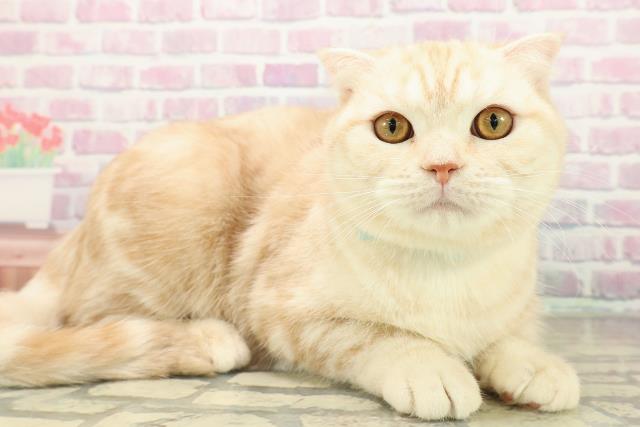 埼玉県のスコティッシュフォールド (Coo&RIKU草加バイパス店/2025年5月31日生まれ/男の子/クリームタビー)の子猫の3枚目の画像