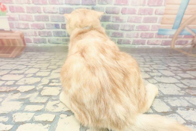 埼玉県のスコティッシュフォールド (Coo&RIKU草加バイパス店/2025年5月31日生まれ/男の子/クリームタビー)の子猫の4枚目の画像