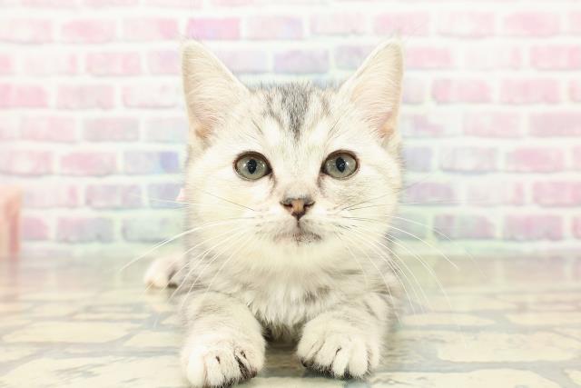 北海道のアメリカンカール (Coo&RIKU旭川店/2025年10月20日生まれ/女の子/シルバーパッチドタビー)の子猫の1枚目の画像