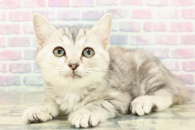 北海道のアメリカンカール (Coo&RIKU旭川店/2025年10月20日生まれ/女の子/シルバーパッチドタビー)の子猫の2枚目の画像