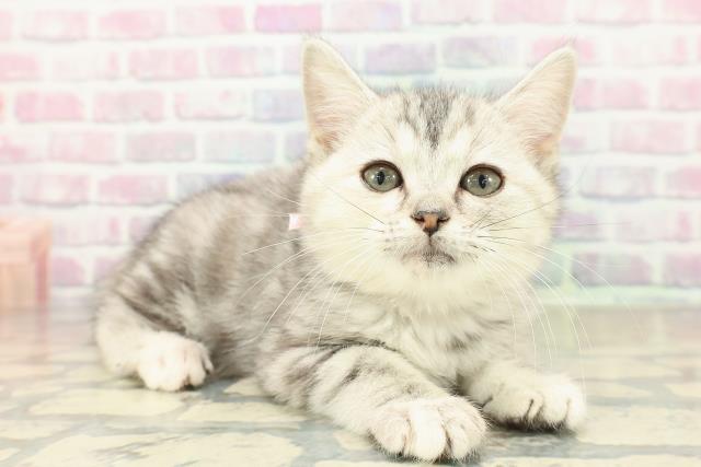 北海道のアメリカンカール (Coo&RIKU旭川店/2025年10月20日生まれ/女の子/シルバーパッチドタビー)の子猫の3枚目の画像