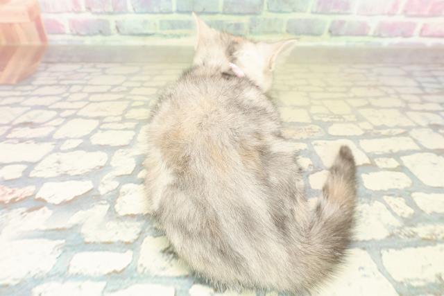 北海道のアメリカンカール (Coo&RIKU旭川店/2025年10月20日生まれ/女の子/シルバーパッチドタビー)の子猫の4枚目の画像