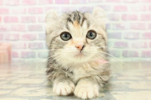 岩手県のアメリカンカール (Coo&RIKU一関店/2025年10月20日生まれ/女の子/シルバーパッチドタビーホワイト)の子猫の1枚目の画像