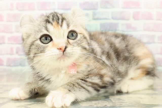 岩手県のアメリカンカール (Coo&RIKU一関店/2025年10月20日生まれ/女の子/シルバーパッチドタビーホワイト)の子猫の2枚目の画像