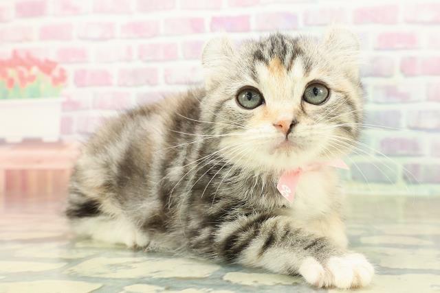 岩手県のアメリカンカール (Coo&RIKU一関店/2025年10月20日生まれ/女の子/シルバーパッチドタビーホワイト)の子猫の3枚目の画像