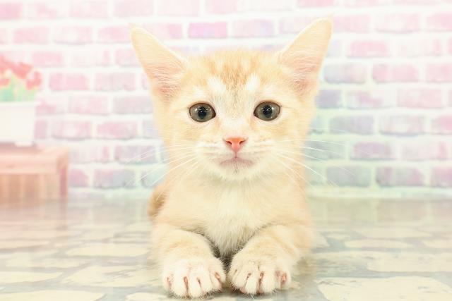 長野県のアメリカンカール (Coo&RIKU綿半諏訪店/2025年10月20日生まれ/男の子/クリームタビー)の子猫の1枚目の画像