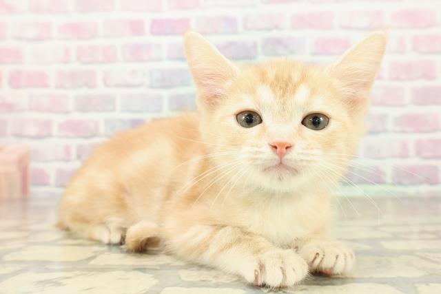 長野県のアメリカンカール (Coo&RIKU綿半諏訪店/2025年10月20日生まれ/男の子/クリームタビー)の子猫の3枚目の画像