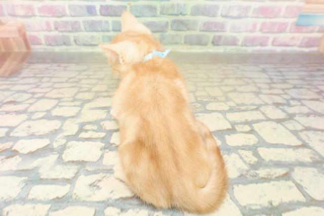 長野県のアメリカンカール (Coo&RIKU綿半諏訪店/2025年10月20日生まれ/男の子/クリームタビー)の子猫の4枚目の画像