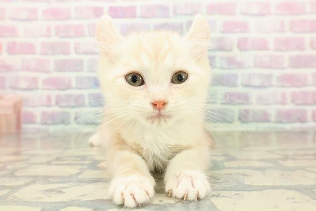 埼玉県のアメリカンカール (Coo&RIKU川越店/2025年10月20日生まれ/男の子/クリームタビー)の子猫の1枚目の画像