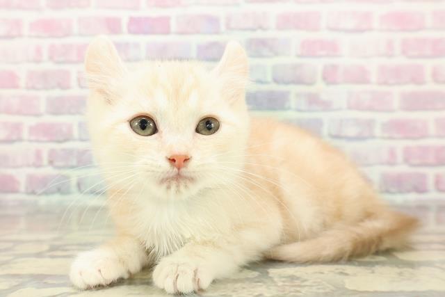 埼玉県のアメリカンカール (Coo&RIKU川越店/2025年10月20日生まれ/男の子/クリームタビー)の子猫の2枚目の画像