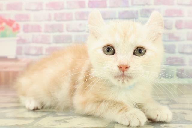 埼玉県のアメリカンカール (Coo&RIKU川越店/2025年10月20日生まれ/男の子/クリームタビー)の子猫の3枚目の画像