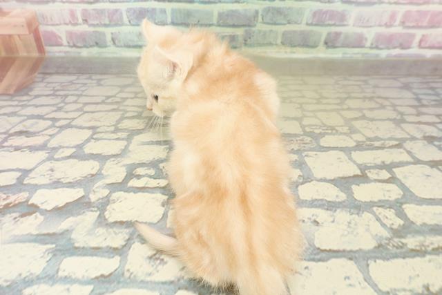 埼玉県のアメリカンカール (Coo&RIKU川越店/2025年10月20日生まれ/男の子/クリームタビー)の子猫の4枚目の画像