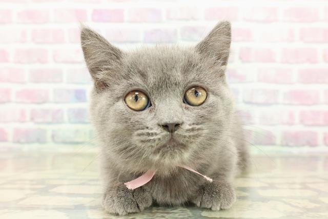 埼玉県のマンチカン (Coo&RIKU草加バイパス店/2025年10月26日生まれ/女の子/ブルー)の子猫の1枚目の画像