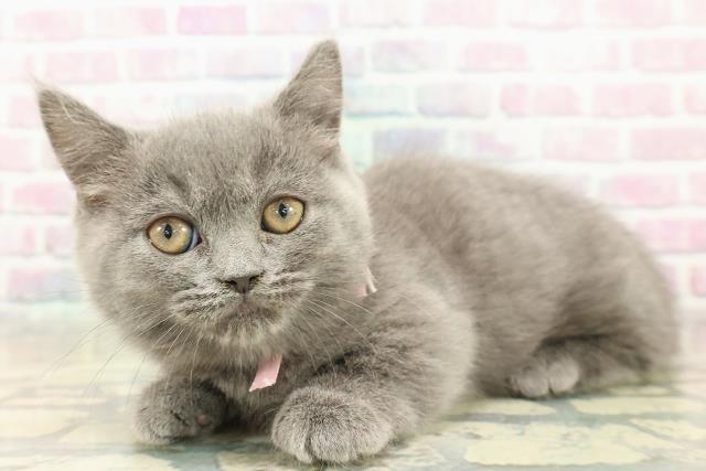 埼玉県のマンチカン (Coo&RIKU草加バイパス店/2025年10月26日生まれ/女の子/ブルー)の子猫の2枚目の画像