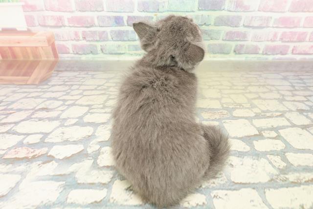 埼玉県のマンチカン (Coo&RIKU草加バイパス店/2025年10月26日生まれ/女の子/ブルー)の子猫の4枚目の画像