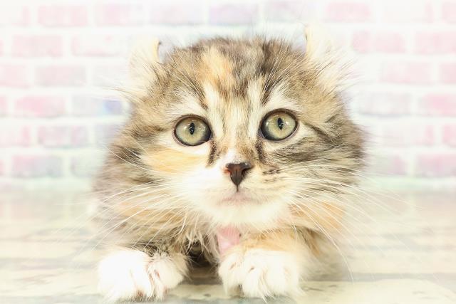 埼玉県のアメリカンカール (Coo&RIKU草加バイパス店/2025年10月30日生まれ/女の子/ブラウンパッチドタビーホワイト)の子猫の1枚目の画像