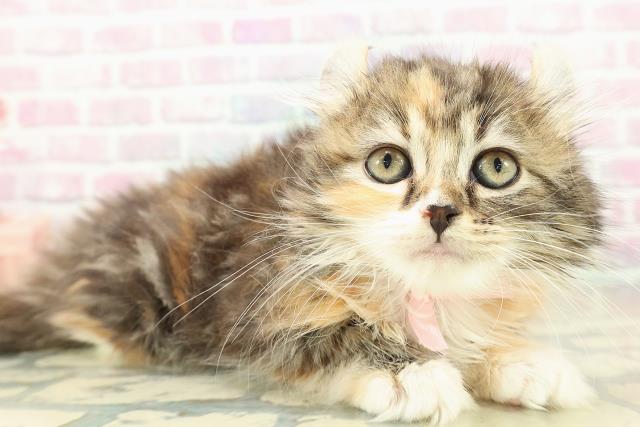 埼玉県のアメリカンカール (Coo&RIKU草加バイパス店/2025年10月30日生まれ/女の子/ブラウンパッチドタビーホワイト)の子猫の3枚目の画像