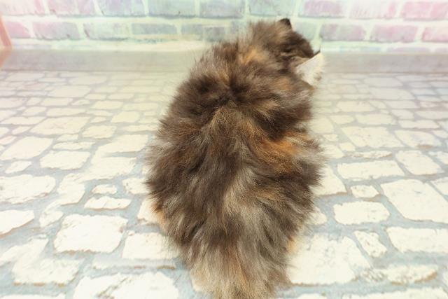 埼玉県のアメリカンカール (Coo&RIKU草加バイパス店/2025年10月30日生まれ/女の子/ブラウンパッチドタビーホワイト)の子猫の4枚目の画像