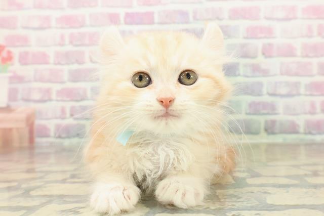 神奈川県のアメリカンカール (Coo&RIKUパウ川崎店/2025年10月30日生まれ/男の子/レッドタビーホワイト)の子猫