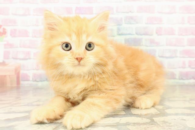 岩手県のサイベリアン (Coo&RIKU一関店/2025年10月30日生まれ/女の子/レッドタビー)の子猫の2枚目の画像