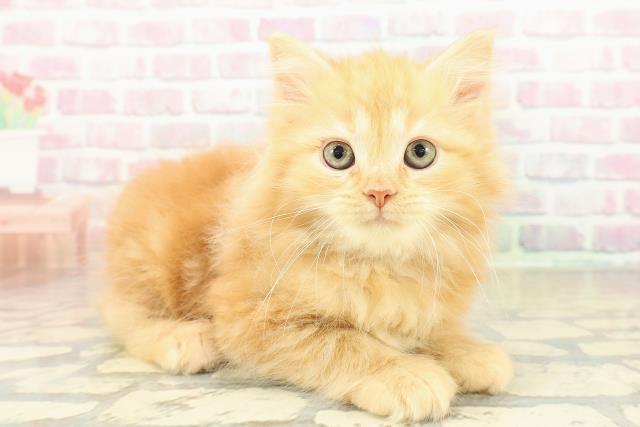 岩手県のサイベリアン (Coo&RIKU一関店/2025年10月30日生まれ/女の子/レッドタビー)の子猫の3枚目の画像