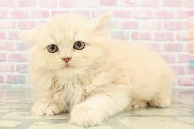 埼玉県のサイベリアン (Coo&RIKU川口戸塚店/2025年10月30日生まれ/女の子/クリームタビー)の子猫の2枚目の画像