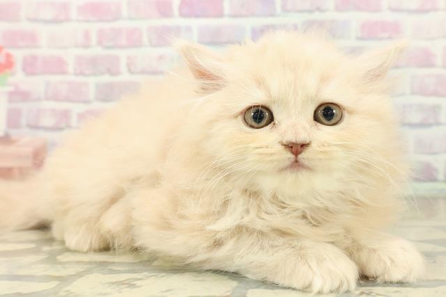 埼玉県のサイベリアン (Coo&RIKU川口戸塚店/2025年10月30日生まれ/女の子/クリームタビー)の子猫の3枚目の画像