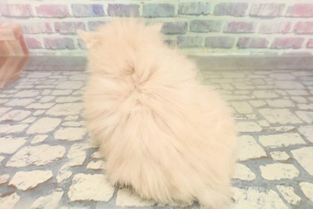 埼玉県のサイベリアン (Coo&RIKU川口戸塚店/2025年10月30日生まれ/女の子/クリームタビー)の子猫の4枚目の画像