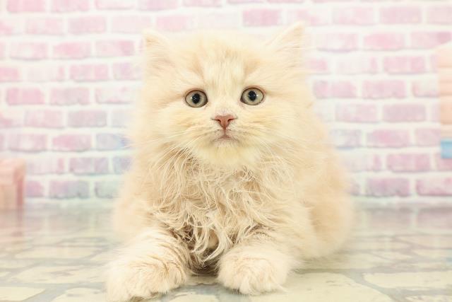 埼玉県のサイベリアン (Coo&RIKU川越店/2025年10月30日生まれ/女の子/クリームタビー)の子猫の1枚目の画像