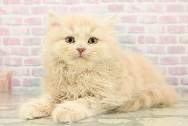 埼玉県のサイベリアン (Coo&RIKU川越店/2025年10月30日生まれ/女の子/クリームタビー)の子猫の2枚目の画像