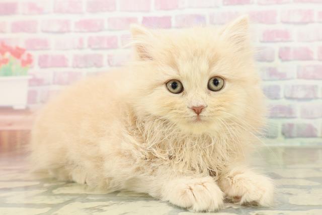 埼玉県のサイベリアン (Coo&RIKU川越店/2025年10月30日生まれ/女の子/クリームタビー)の子猫の3枚目の画像