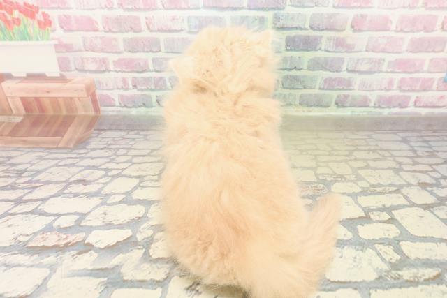 埼玉県のサイベリアン (Coo&RIKU川越店/2025年10月30日生まれ/女の子/クリームタビー)の子猫の4枚目の画像