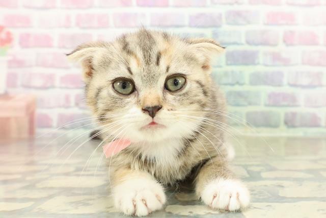 岩手県のスコティッシュフォールド (Coo&RIKU一関店/2025年10月31日生まれ/女の子/ブラウンパッチドタビー)の子猫の1枚目の画像