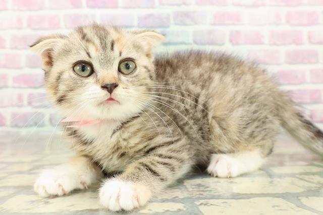 岩手県のスコティッシュフォールド (Coo&RIKU一関店/2025年10月31日生まれ/女の子/ブラウンパッチドタビー)の子猫の2枚目の画像