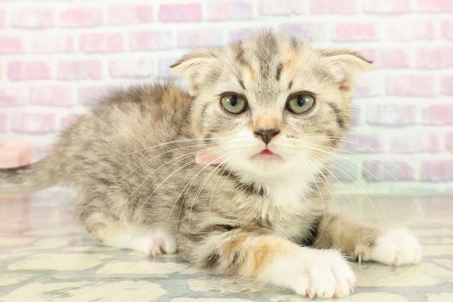 岩手県のスコティッシュフォールド (Coo&RIKU一関店/2025年10月31日生まれ/女の子/ブラウンパッチドタビー)の子猫の3枚目の画像