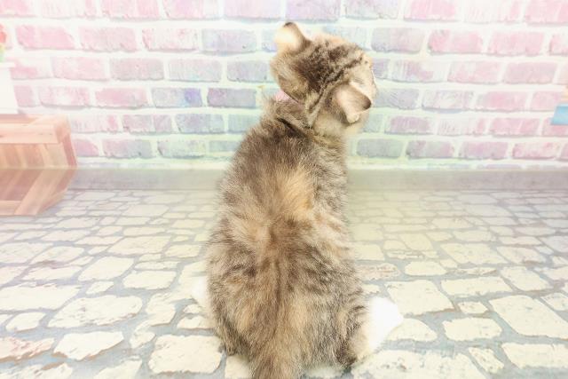 岩手県のスコティッシュフォールド (Coo&RIKU一関店/2025年10月31日生まれ/女の子/ブラウンパッチドタビー)の子猫の4枚目の画像