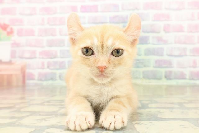 埼玉県のアメリカンカール (Coo&RIKU所沢店/2025年10月27日生まれ/男の子/レッドタビー)の子猫の1枚目の画像