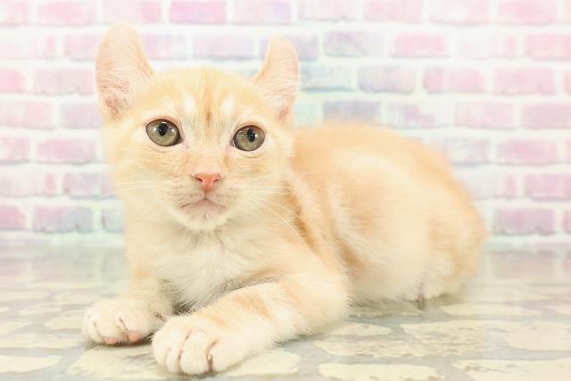 埼玉県のアメリカンカール (Coo&RIKU所沢店/2025年10月27日生まれ/男の子/レッドタビー)の子猫の2枚目の画像