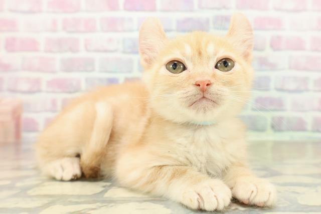 埼玉県のアメリカンカール (Coo&RIKU所沢店/2025年10月27日生まれ/男の子/レッドタビー)の子猫の3枚目の画像