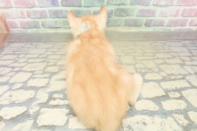 埼玉県のアメリカンカール (Coo&RIKU所沢店/2025年10月27日生まれ/男の子/レッドタビー)の子猫の4枚目の画像