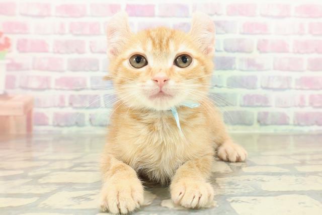 神奈川県のアメリカンカール (Coo&RIKU藤沢店/2025年10月27日生まれ/男の子/レッドタビー)の子猫の1枚目の画像