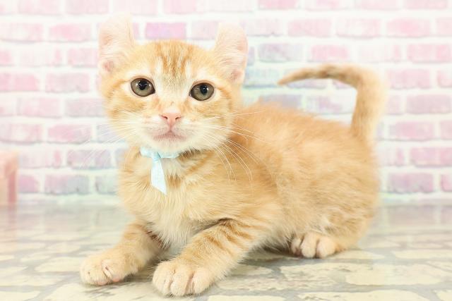 神奈川県のアメリカンカール (Coo&RIKU藤沢店/2025年10月27日生まれ/男の子/レッドタビー)の子猫の2枚目の画像