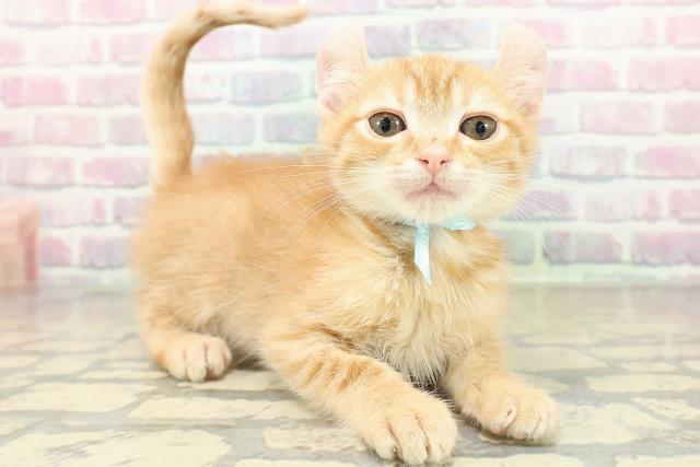 神奈川県のアメリカンカール (Coo&RIKU藤沢店/2025年10月27日生まれ/男の子/レッドタビー)の子猫の3枚目の画像