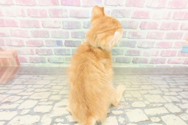 神奈川県のアメリカンカール (Coo&RIKU藤沢店/2025年10月27日生まれ/男の子/レッドタビー)の子猫の4枚目の画像