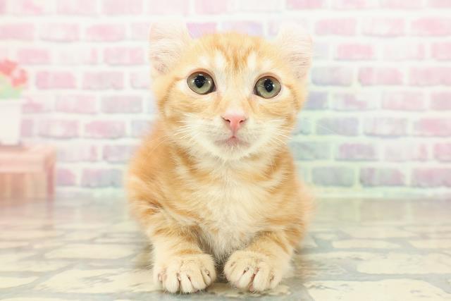 アメリカンカール